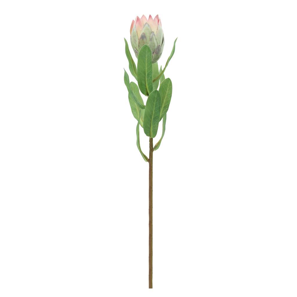 Mini Pitaya Stem 48cm Original Garansi Resmi